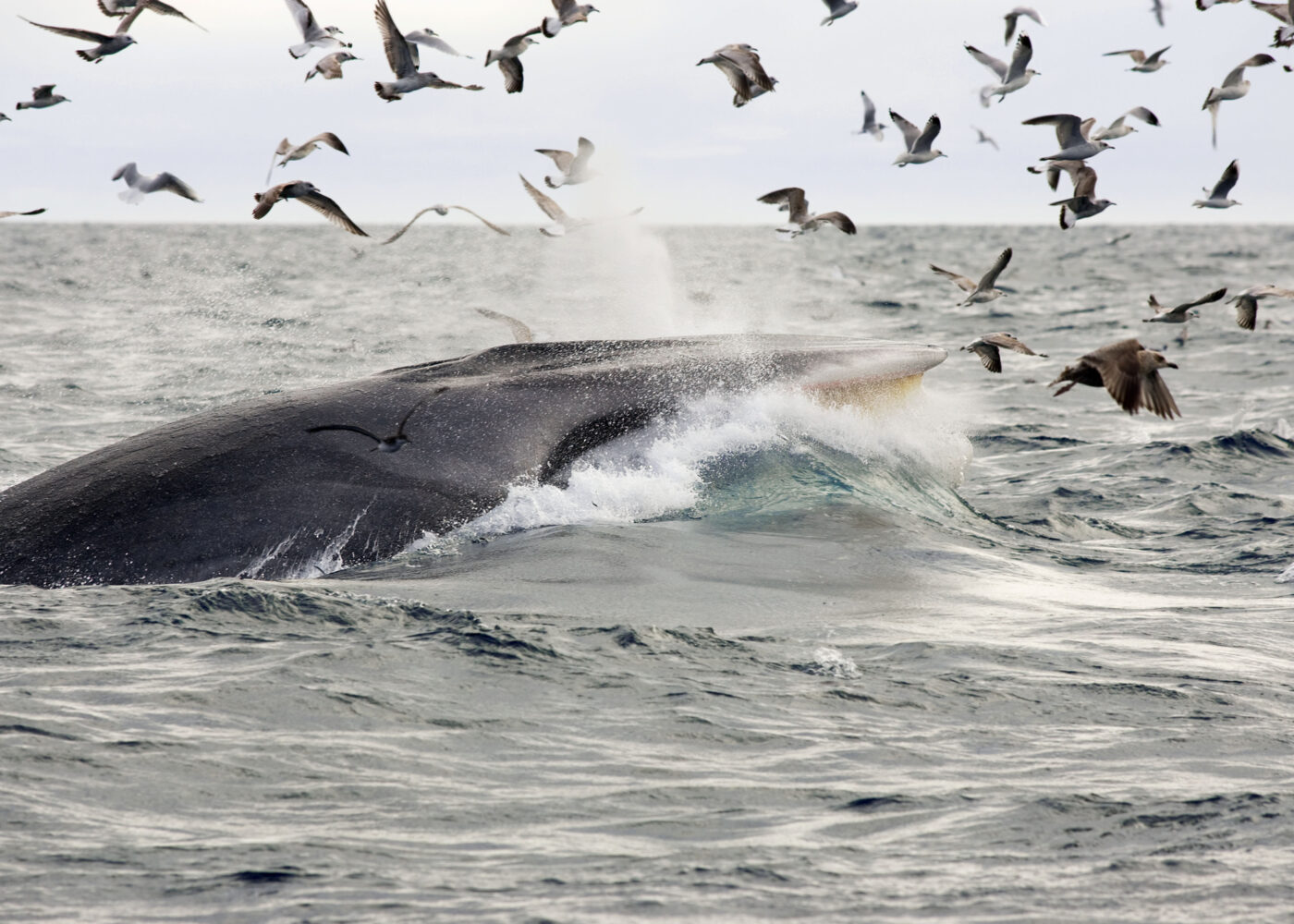 Fin Whale