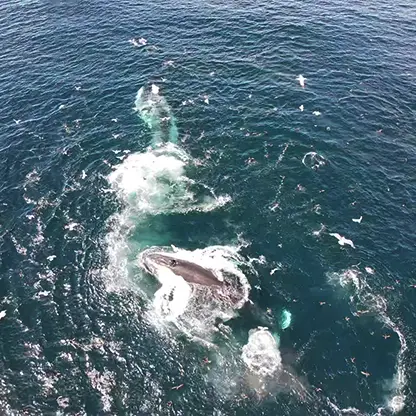 whales from above