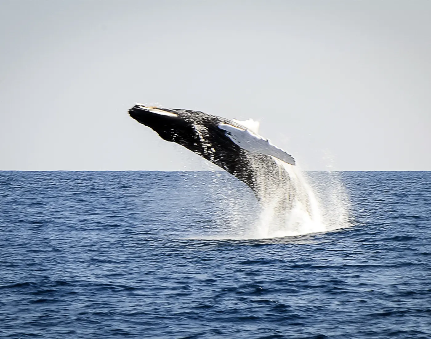 whale jumping